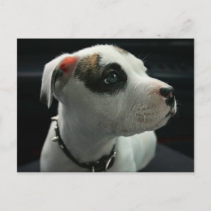 Puppy Pit Bull T-Bone Postcard