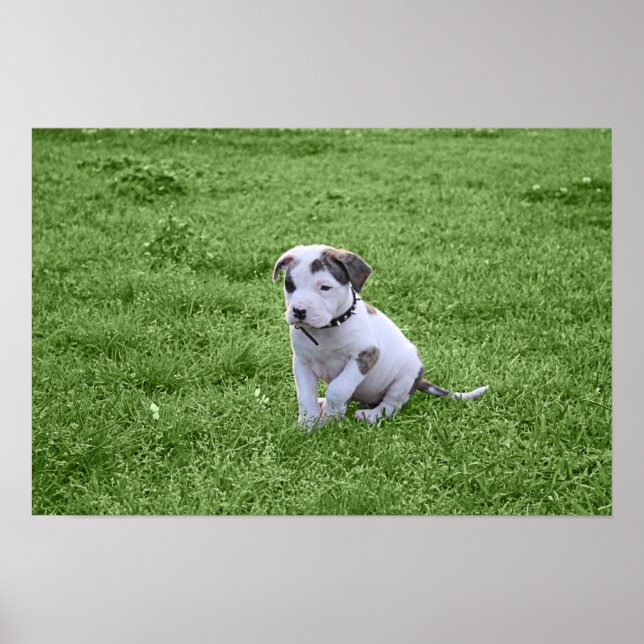 Puppy Pit Bull T-Bone Poster (Front)
