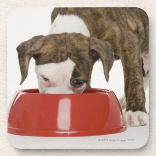 Puppy pitbull eating out of dish coaster