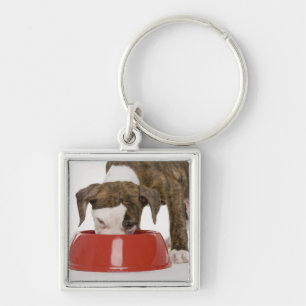 Puppy pitbull eating out of dish key ring