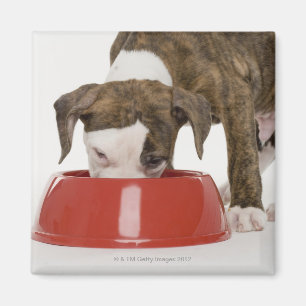Puppy pitbull eating out of dish magnet