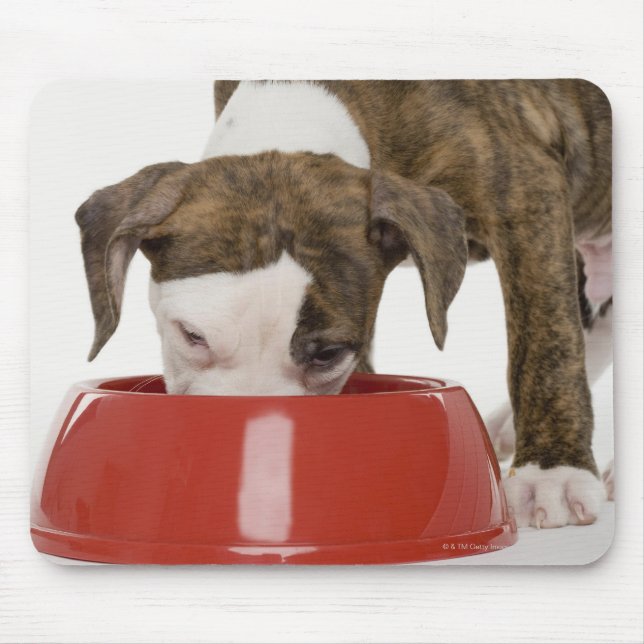 Puppy pitbull eating out of dish mouse mat (Front)
