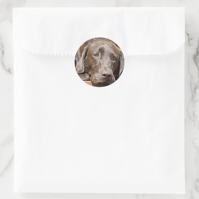 Puppy Play Date Chocolate Labrador Photo Classic Round Sticker (Bag)