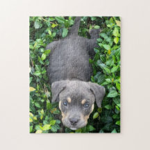 Puppy Playing In Bushes Puzzle