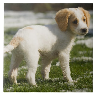 Puppy playing in the snow tile