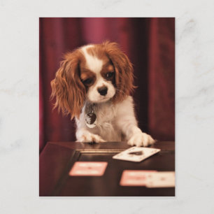 Puppy Plays Cards