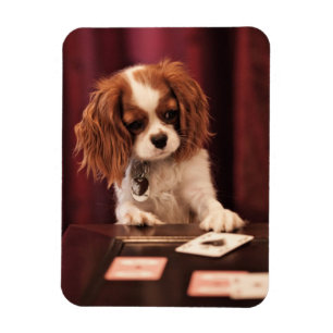 Puppy Plays Cards Magnet