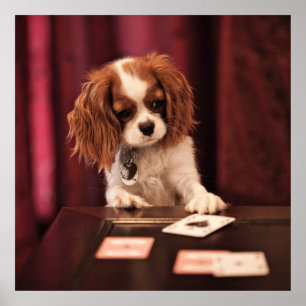 Puppy Plays Cards Poster