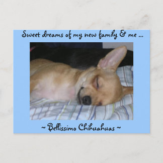 Puppy post card