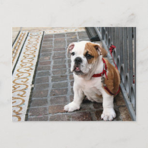 puppy postcard