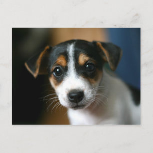 Puppy Postcard - Jack Russell Terrier
