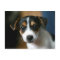 Puppy Postcard - Jack Russell Terrier