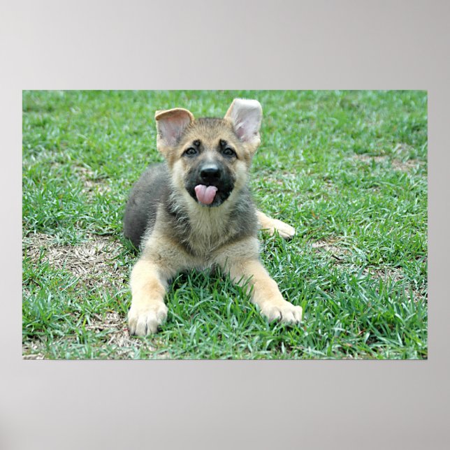 Puppy Poster (Front)