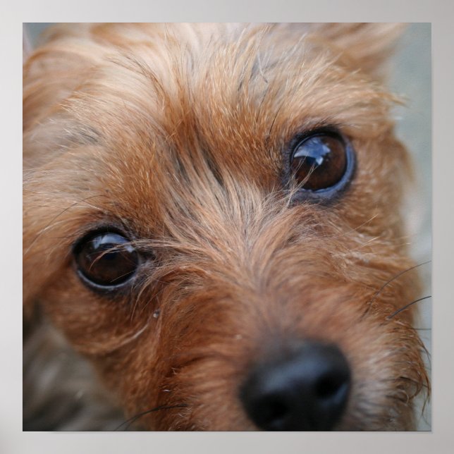 Puppy Poster (Front)