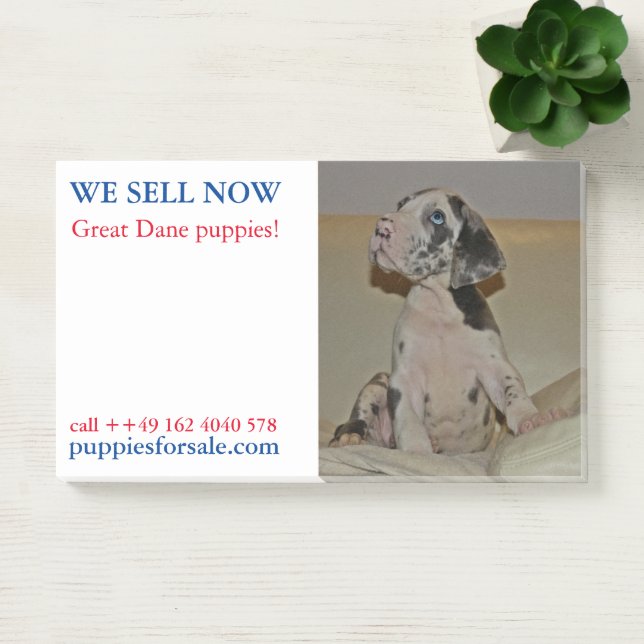 Puppy selling posted notes (Office)