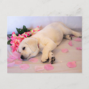 Puppy Sleep Flower 01 Announcement Postcard