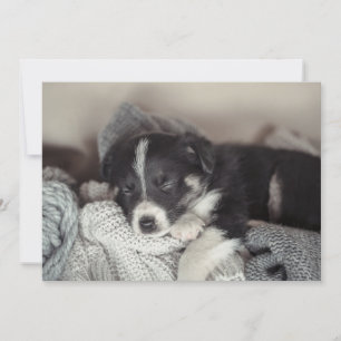 Puppy sleeping Flat Holiday Card