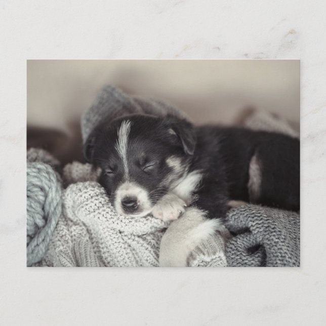 Puppy sleeping Holiday Postcard (Front)