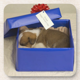 Puppy sleeping in a gift box coaster