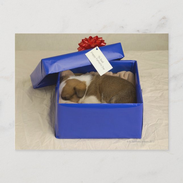 Puppy sleeping in a gift box postcard (Front)