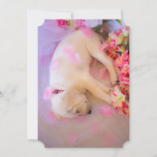 Puppy Sleepy Veil 01 Holiday Card