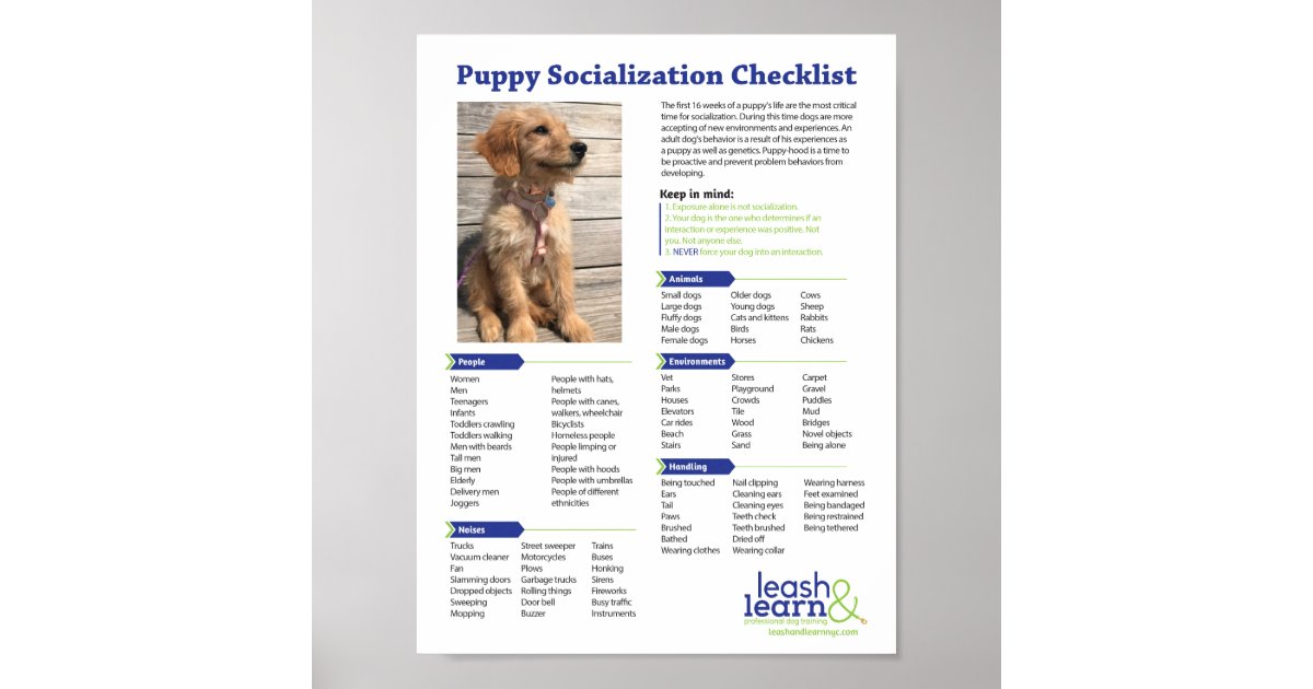 Puppy Socialization Checklist Poster | Zazzle.co.uk