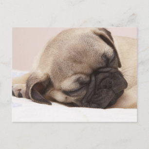 Puppy Soundly Sleeping Postcard