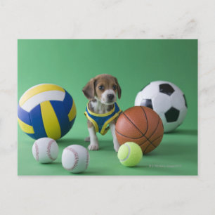 Puppy surrounded by sport balls postcard