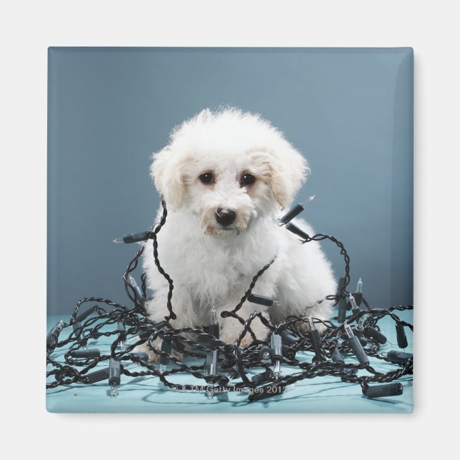 Puppy tangled in Christmas lights Magnet (Front)