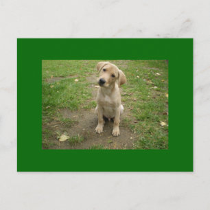Puppy Tilts Head Labrador Postcard