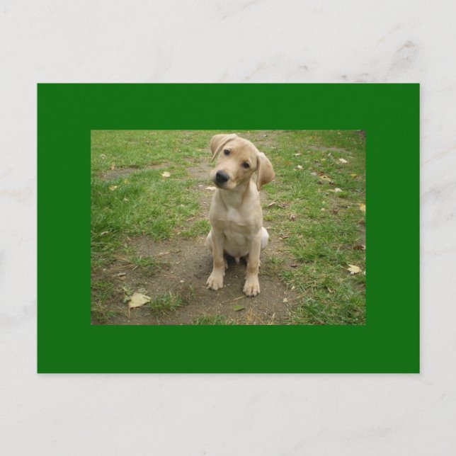 Puppy Tilts Head Labrador Postcard (Front)
