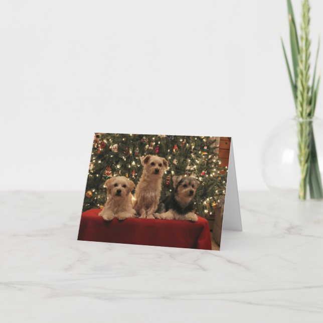 Puppy Trio Christmas Card (Front)