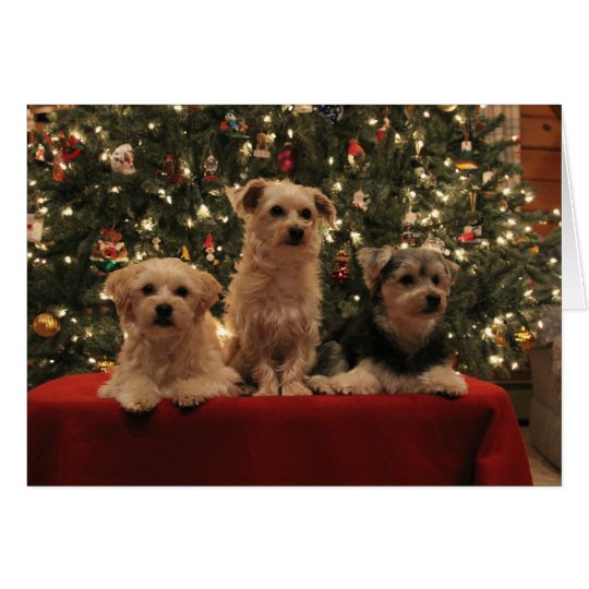 Puppy Trio Christmas Card
