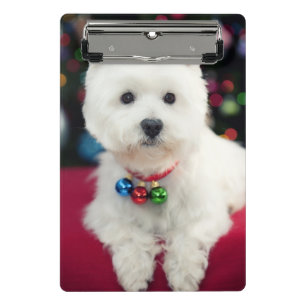 Puppy wearing Christmas bell on neck Mini Clipboard