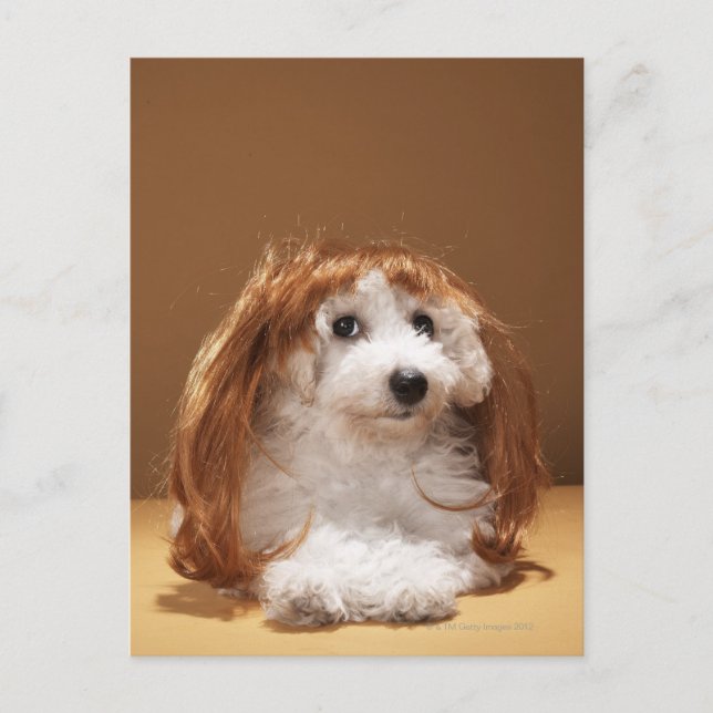 Puppy wearing ginger wig postcard (Front)