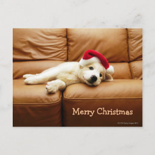Puppy wears a christmas hat and lying on sofa holiday postcard