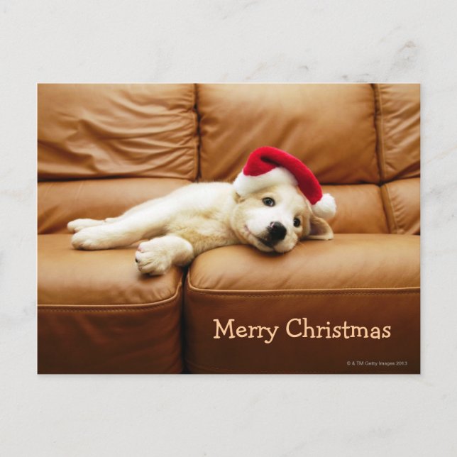 Puppy wears a christmas hat and lying on sofa holiday postcard (Front)