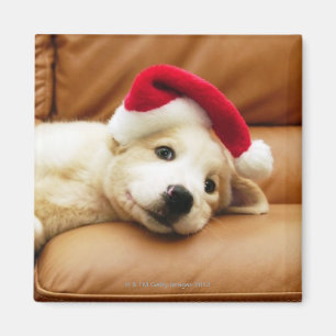 Puppy wears a christmas hat and lying on sofa magnet