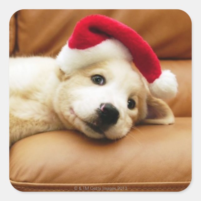 Puppy wears a christmas hat and lying on sofa square sticker (Front)