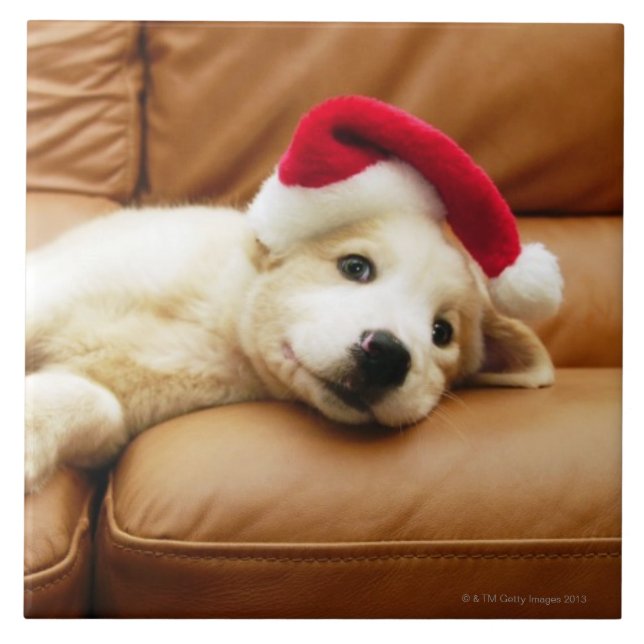Puppy wears a christmas hat and lying on sofa tile (Front)
