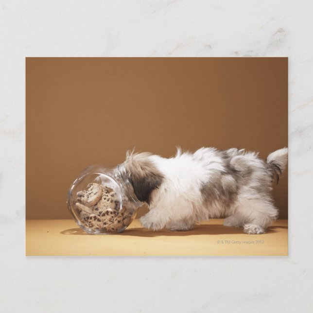 Puppy with head in cookie jar postcard (Front)