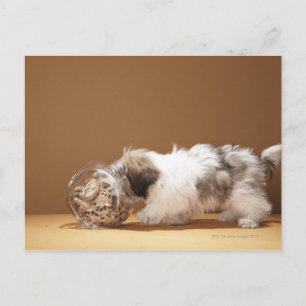Puppy with head in cookie jar postcard