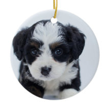 Puppy's First Christmas