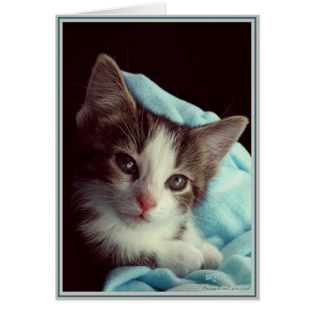 PUPs Card Kitties 6 (Front)