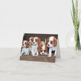 pups jumper card