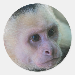Pura vida for White-faced capuchin monkey Classic Round Sticker
