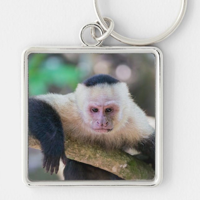 Pura vida for White-faced capuchin monkey Key Ring (Front)