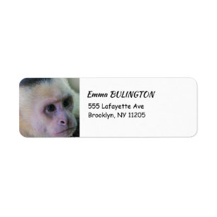 Pura vida for White headed capuchin monkey