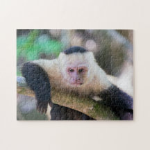 Pura vida for White headed capuchin monkey
