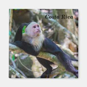 Pura vida for White headed capuchin monkey Magnet